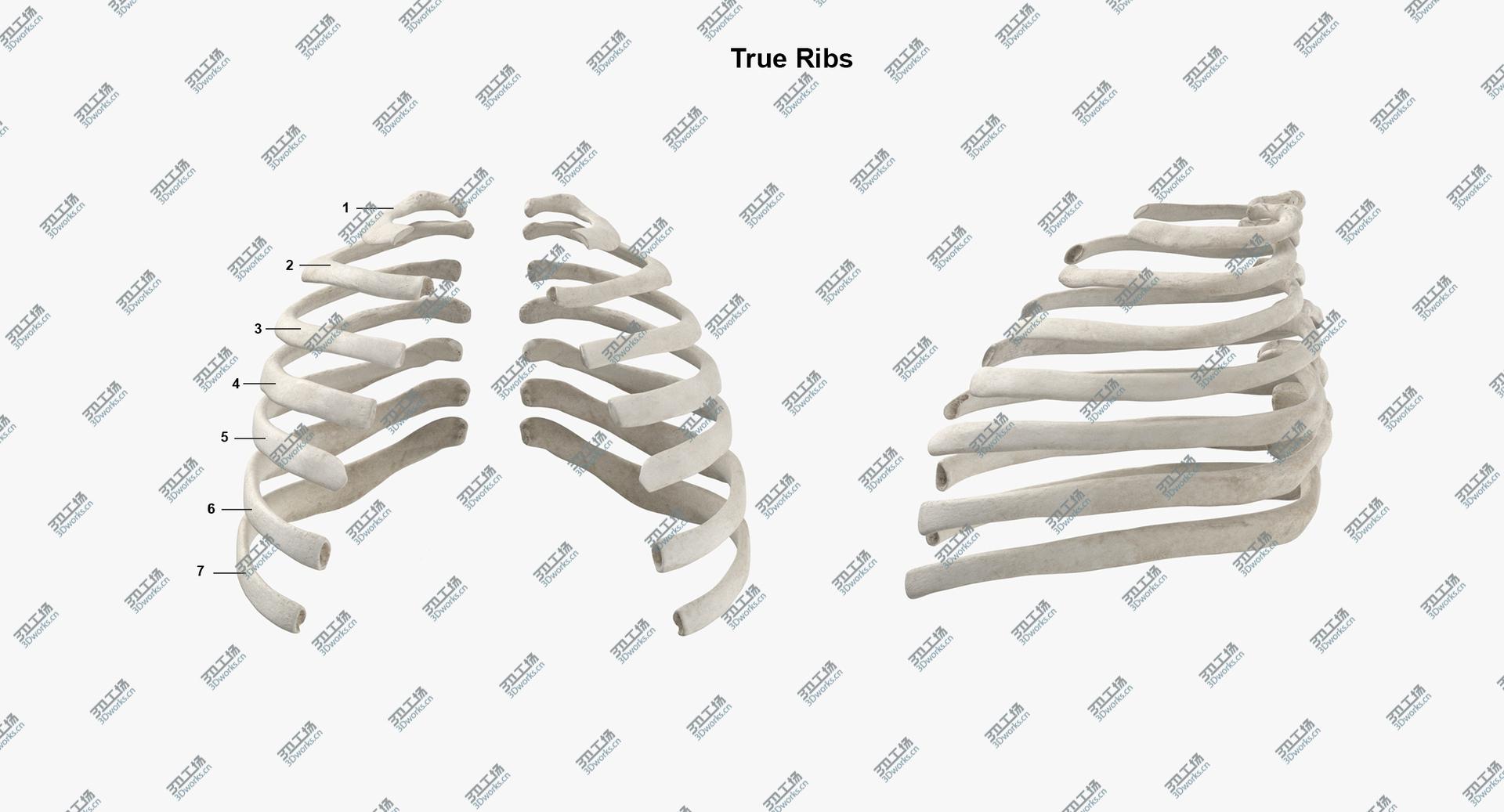 images/goods_img/202104023/Real Human Rib Thoracic Cage Anatomy White 01 3D model/4.jpg